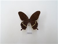 藏品(玉帶鳳蝶)的圖片